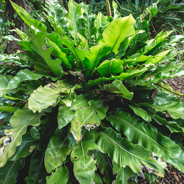 Top 8 Shade Loving Plants for Your Garden Holman Industries