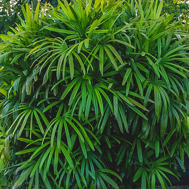 Top 8 Shade Loving Plants for Your Garden Holman Industries